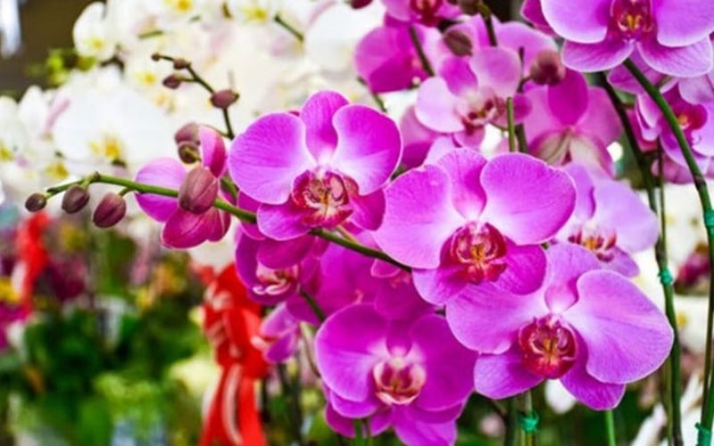 Hoa lan được tin là có khả năng mang lại thành công và sự thăng tiến trong sự nghiệp