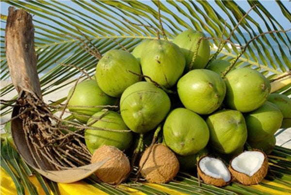 Dừa là loại trái cây khá phổ biến trong mâm ngũ quả, tượng trưng cho sự đủ đầy.