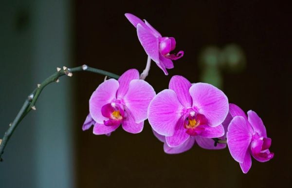 Chúc cô luôn tỏa sáng và thanh thoát như những đóa lan tuyệt đẹp