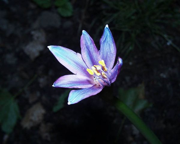 hoa bỉ ngạn xanh