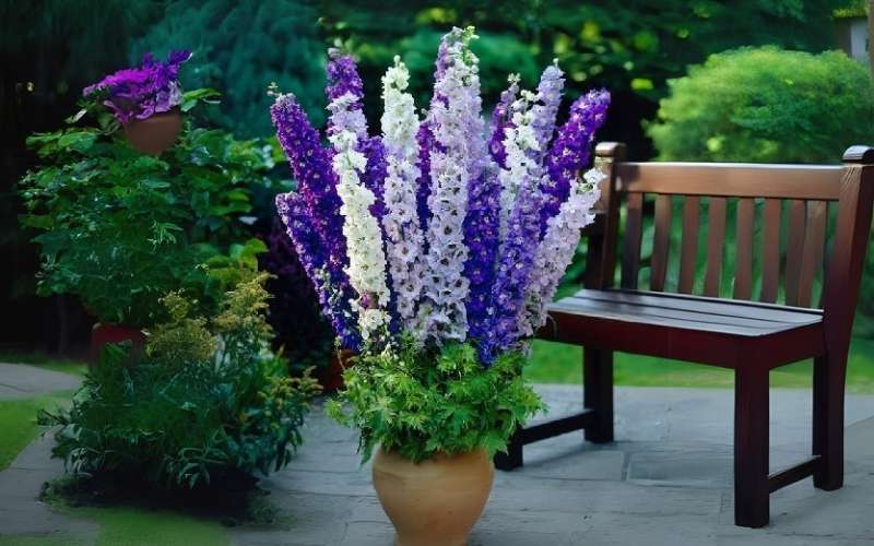 Sau khi trồng, hoa phi yến cần được chăm sóc chu đáo để phát triển khỏe mạnh