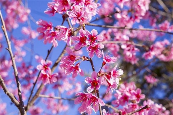 Có hơn 3.000 cây Mai Anh Đào được trồng tại Đà Lạt.