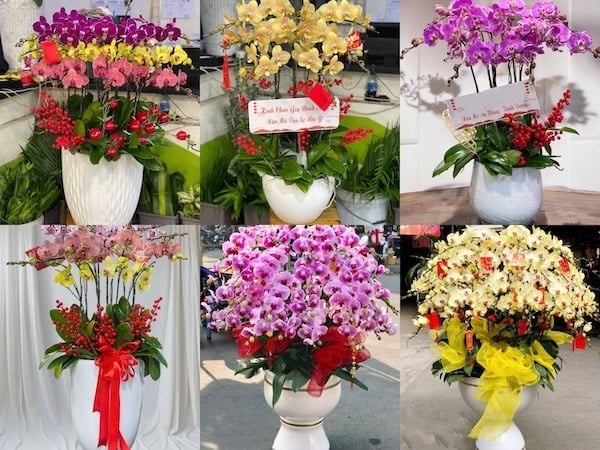 Chậu hoa lan hồ điệp là một món quà mừng khai trương sang trọng