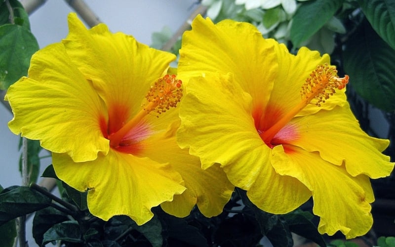 Hoa dâm bụt cũng vàng mang lại sự ấm áp và năng lượng tích cực cho người mệnh Hỏa