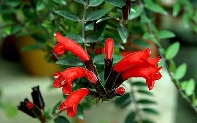 Cây son môi mang lại sự may mắn và tài lộc