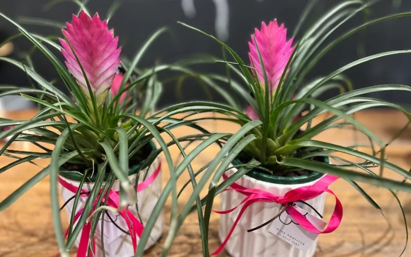 Sắc hồng của cây thẻ bài rất phù hợp với người mệnh Hỏa