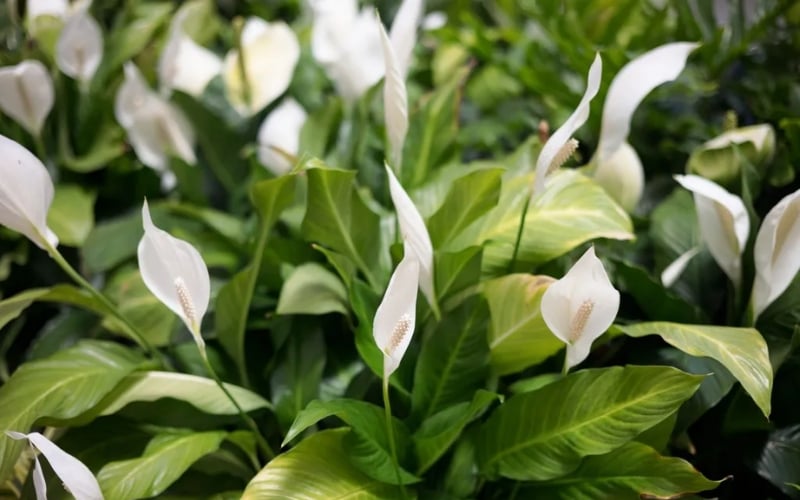 Cây Lan Ý với hoa trắng, một loại cây người mệnh Hỏa nên cân nhắc kỹ trước khi trồng.