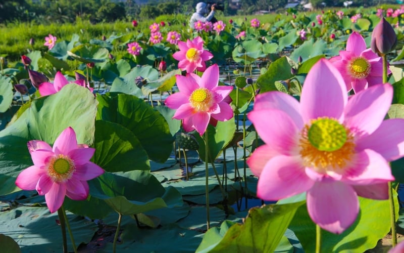 Hoa sen hợp với người mệnh Hỏa