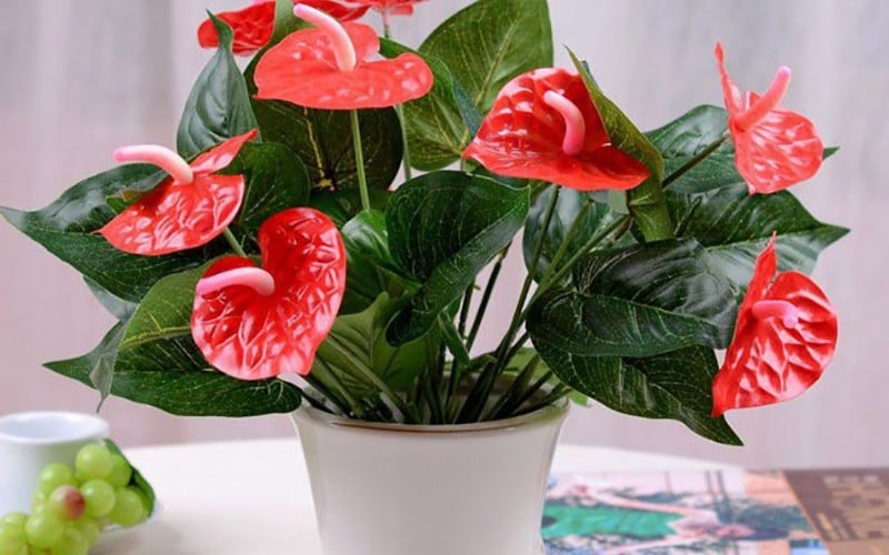 Mệnh Hỏa hợp với cây hồng môn