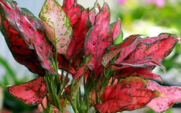 Cây vạn lộc là một biểu tượng mạnh mẽ cho sự giàu sang, tài lộc