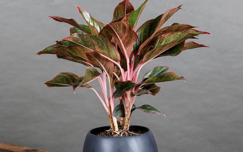 Cây phú quý tượng trưng cho sự đam mê, nhiệt huyết và sức sống mãnh liệt