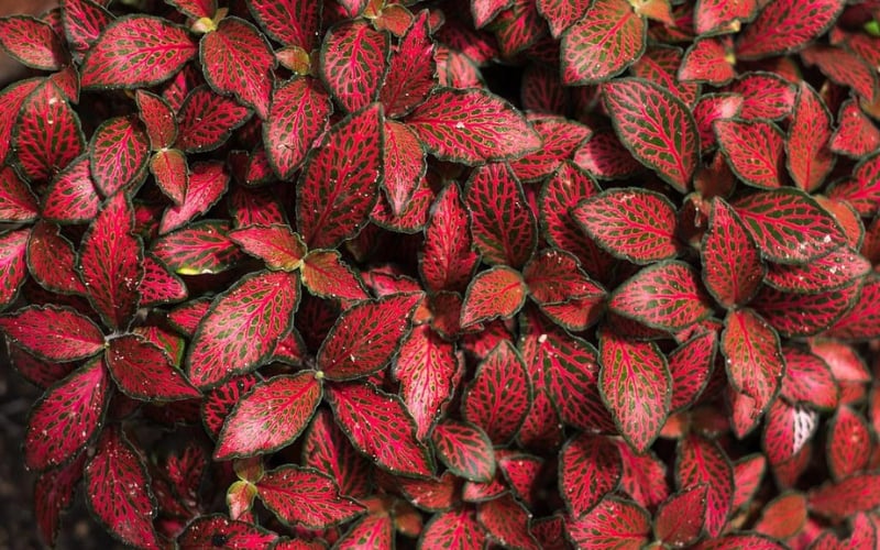 Trồng cẩm nhung đỏ mang đến tài lộc, may mắn và sức khỏe dồi dào