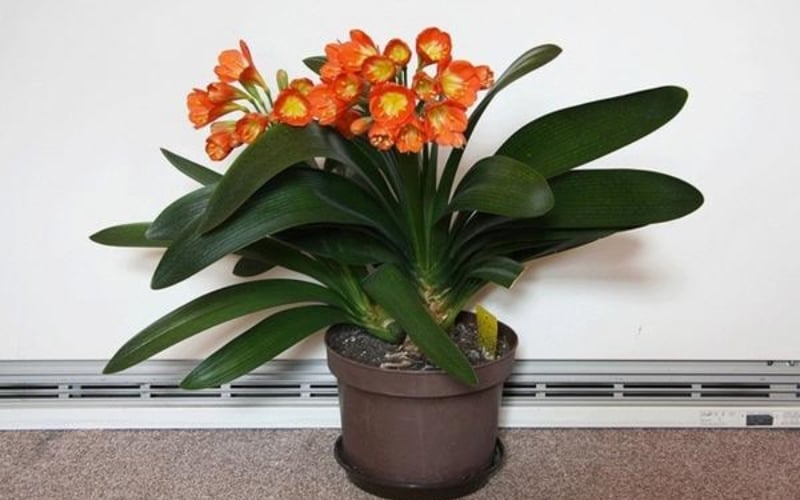 Cây lan quân tử có sức sống dẻo dai, kiên cường hợp với người mệnh Hỏa