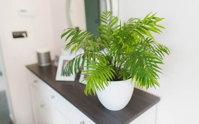 Cây cau tiểu trâm là biểu tượng của sức sống mãnh liệt, sự kiên cường và ý chí vươn lên