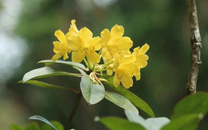 Đối với người mệnh Kim, trưng bày hoa đỗ quyên vàng trong nhà giúp thu hút tài lộc, tăng cường vận may