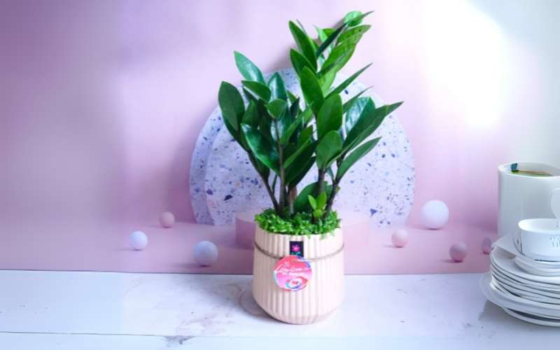 Đối với người mệnh Kim, cây Kim Tiền giúp thu hút tiền tài, thúc đẩy sự phát triển trong kinh doanh