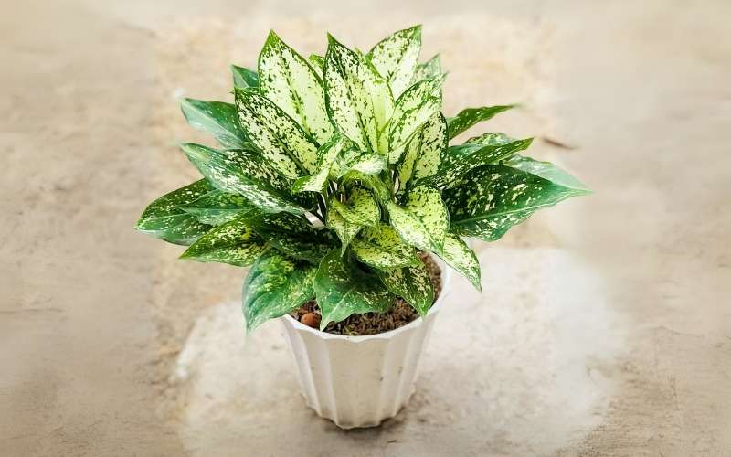Đối với người mệnh Kim, cây Ngọc Ngân giúp thanh lọc không gian, mang lại sự bình an