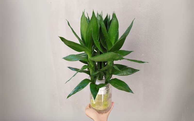Đối với người mệnh Kim, cây Búp Sen giúp thanh lọc không gian, giúp gia chủ tĩnh tâm, an yên