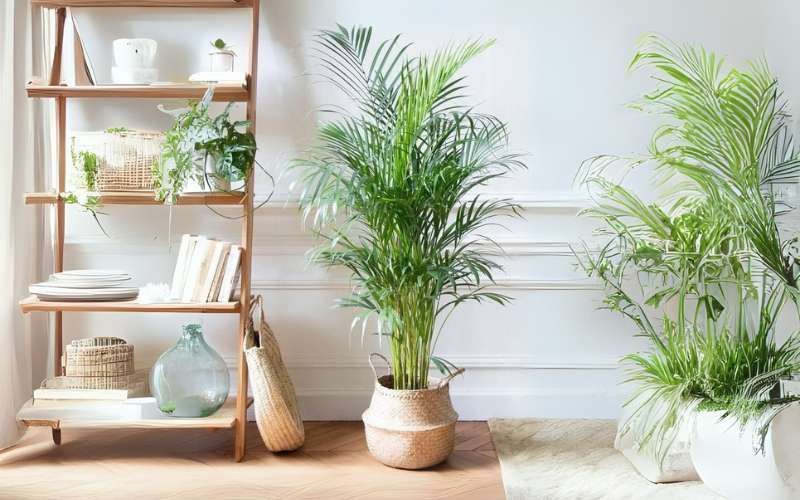 Cây Cau Nhật tượng trưng cho sự may mắn, tài lộc và thịnh vượng