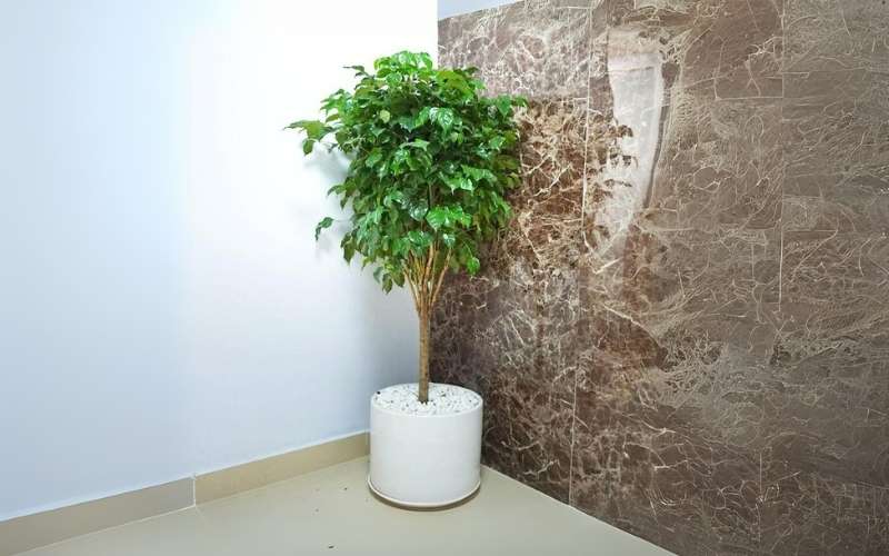 Đối với người mệnh Kim, cây Hạnh Phúc giúp gia tăng năng lượng tích cực, mang lại niềm vui