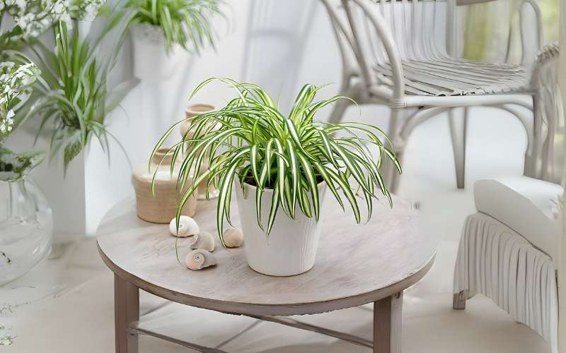 Với người mệnh Kim, cây Dây Nhện giúp thanh lọc không gian, mang lại sự tươi mới