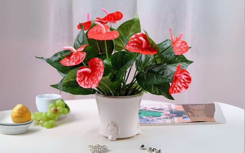 Một số loại cây Hồng Môn có màu đỏ hoặc hồng đậm, thuộc hành Hỏa, không tốt cho người mệnh Kim