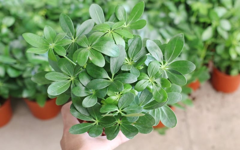 Trồng cây ngũ gia bì được cho là sẽ mang lại sự thuận lợi và phát triển trong công việc