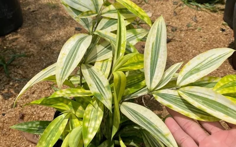 Cây trúc Nhật vàng tượng trưng cho phẩm chất quân tử