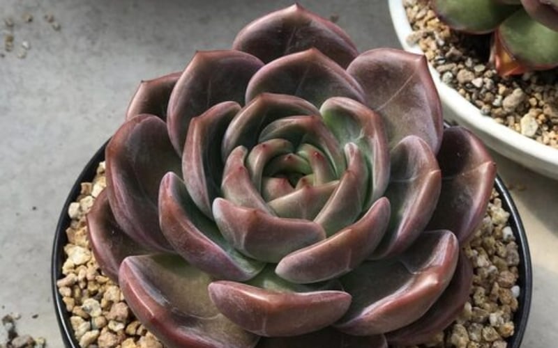 Sen đá nâu giúp cân bằng năng lượng trong không gian