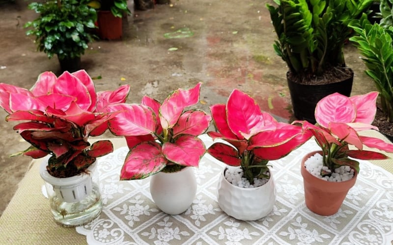 Cây vạn lộc đỏ mang ý nghĩa về tài lộc dồi dào, sự hưng thịnh