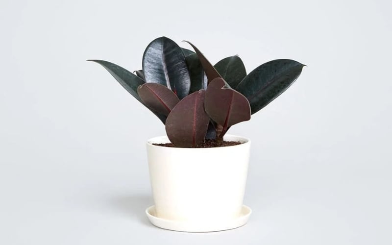 Cây đa búp đỏ mang đến ý nghĩa về sự ấm no, sung túc