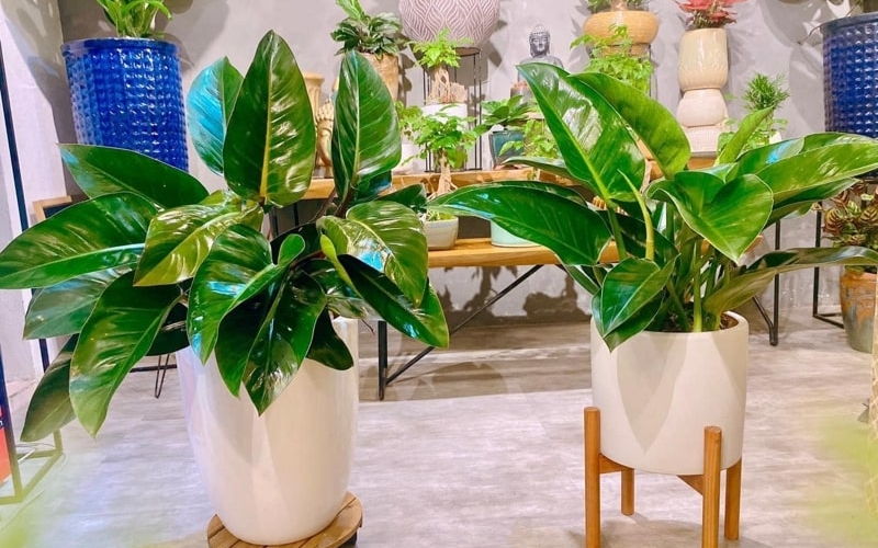 Cây trầu bà vàng hợp với người mệnh Thổ