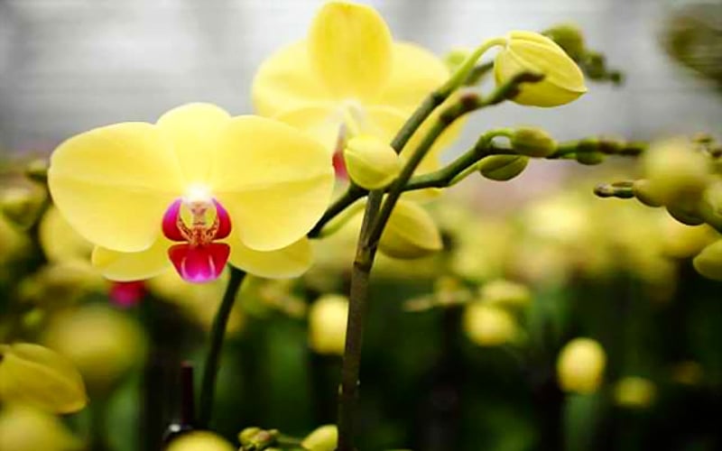 Cây lan hồ điệp mang đến may mắn, tài lộc cho người mệnh Thổ