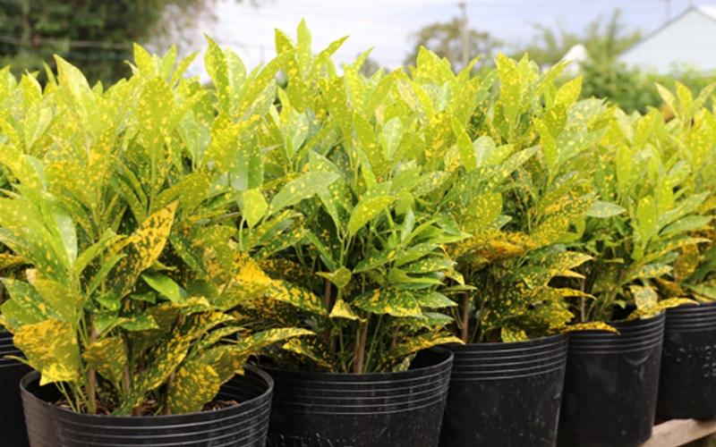 Cây cô tòng lá đốm mang đến may mắn, tài lộc cho người mệnh Thổ