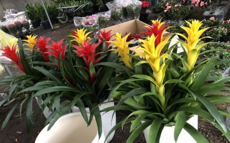 Người mệnh Thổ hợp với cây phong lộc hoa