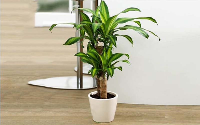 Cây thiết mộc lan rất phù hợp với người mệnh Thổ