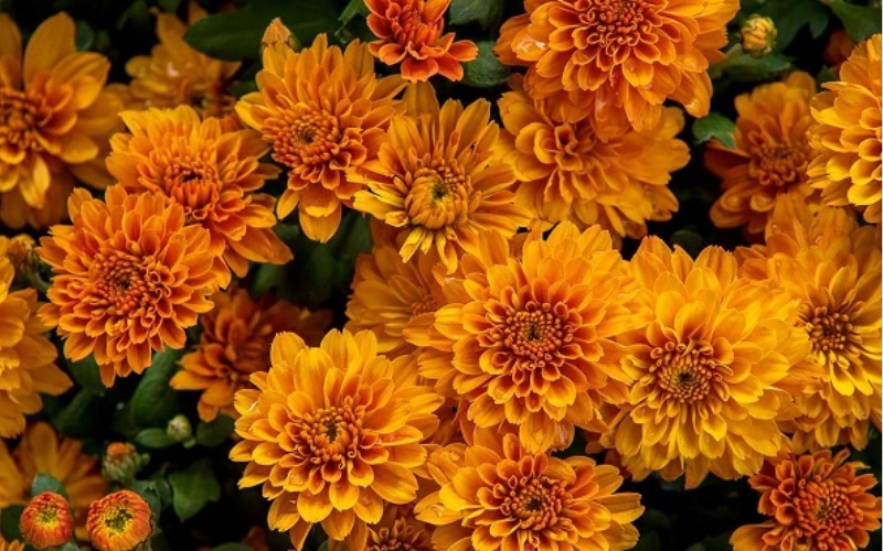 Người mệnh Thổ hợp với hoa cúc