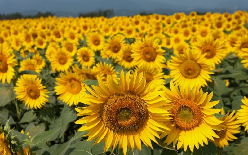 Hoa hướng dương tượng trưng cho sự may mắn