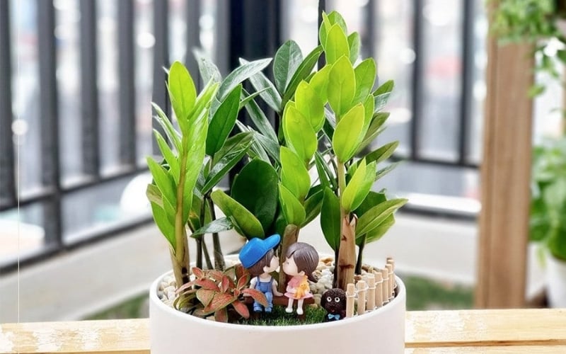 Cây kim tiền mang đến may mắn, tài lộc cho người mệnh Thổ