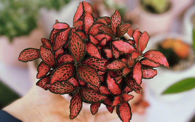 Người mệnh Thổ hợp với cây cẩm nhung đỏ