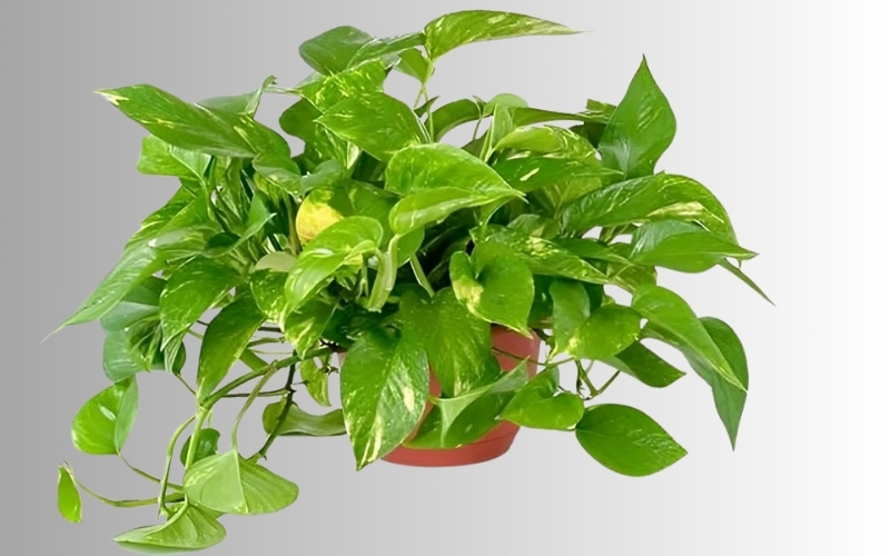 Người mệnh Thổ không hợp với cây vạn niên thanh