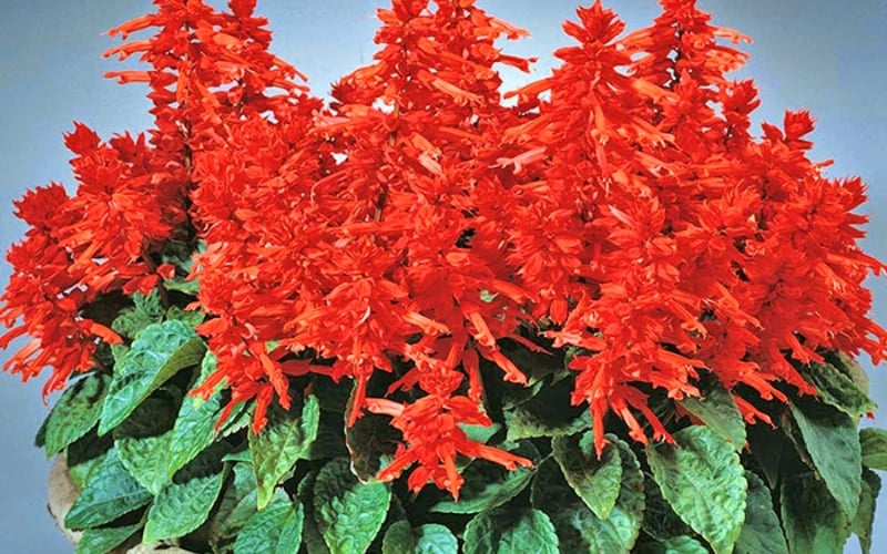 Hoa xác pháo hỗ trợ rất tốt cho sự nghiệp của người mệnh Thổ