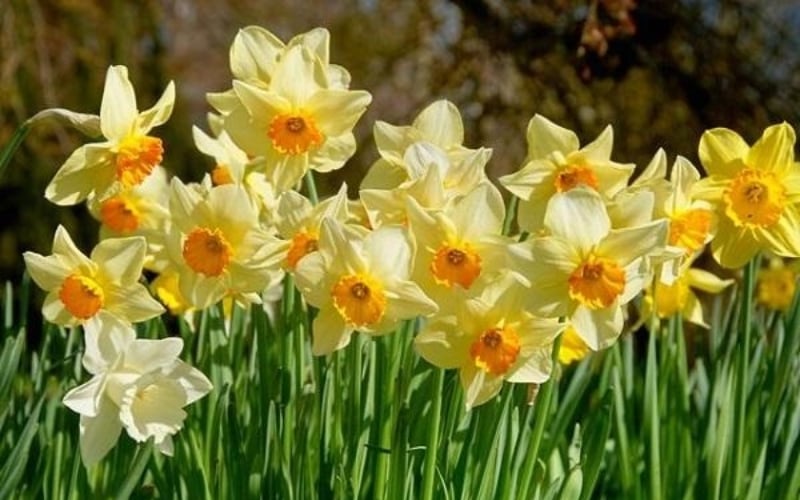 Hoa thủy tiên vàng là biểu tượng cho tài lộc