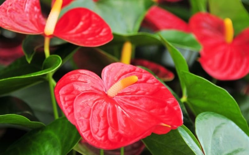 Hoa tiểu hồng môn tốt cho phong thủy người mệnh Thổ