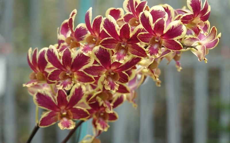 Người mệnh Thổ hợp với hoa lan lửa