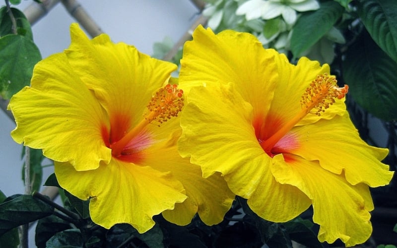 Hoa dâm bụt vàng là biểu tượng của niềm hạnh phúc