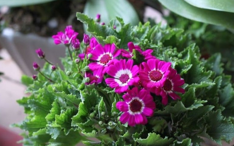 Hoa cúc lá nho mang đến sự tươi trẻ, yêu đời