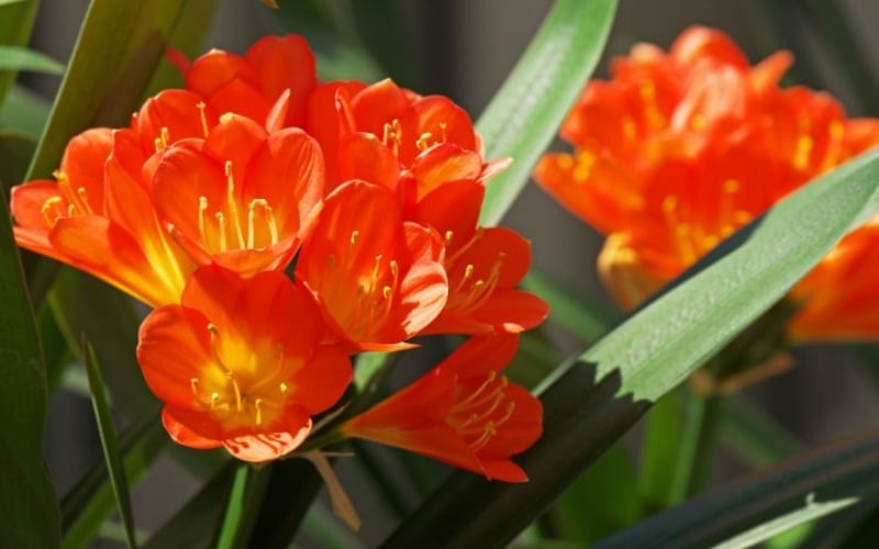 Cây lan quân tử là biểu tượng cho vẻ đẹp sang trọng, quý phái,