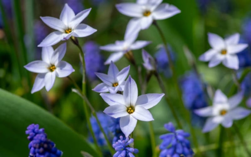 Hoa Starflower (Ipheion) thường nở vào cuối mùa đông hoặc đầu mùa xuân