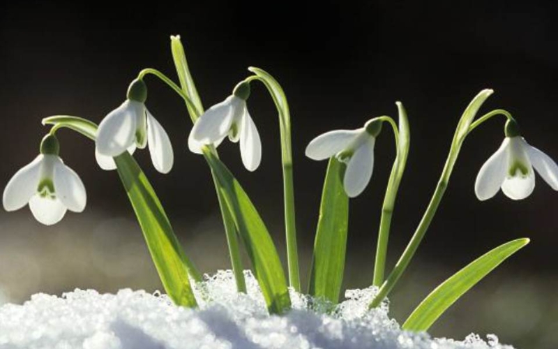 Hoa Snowdrops gồm những bông hoa nhỏ bé, có phần đầu hoa rũ xuống
